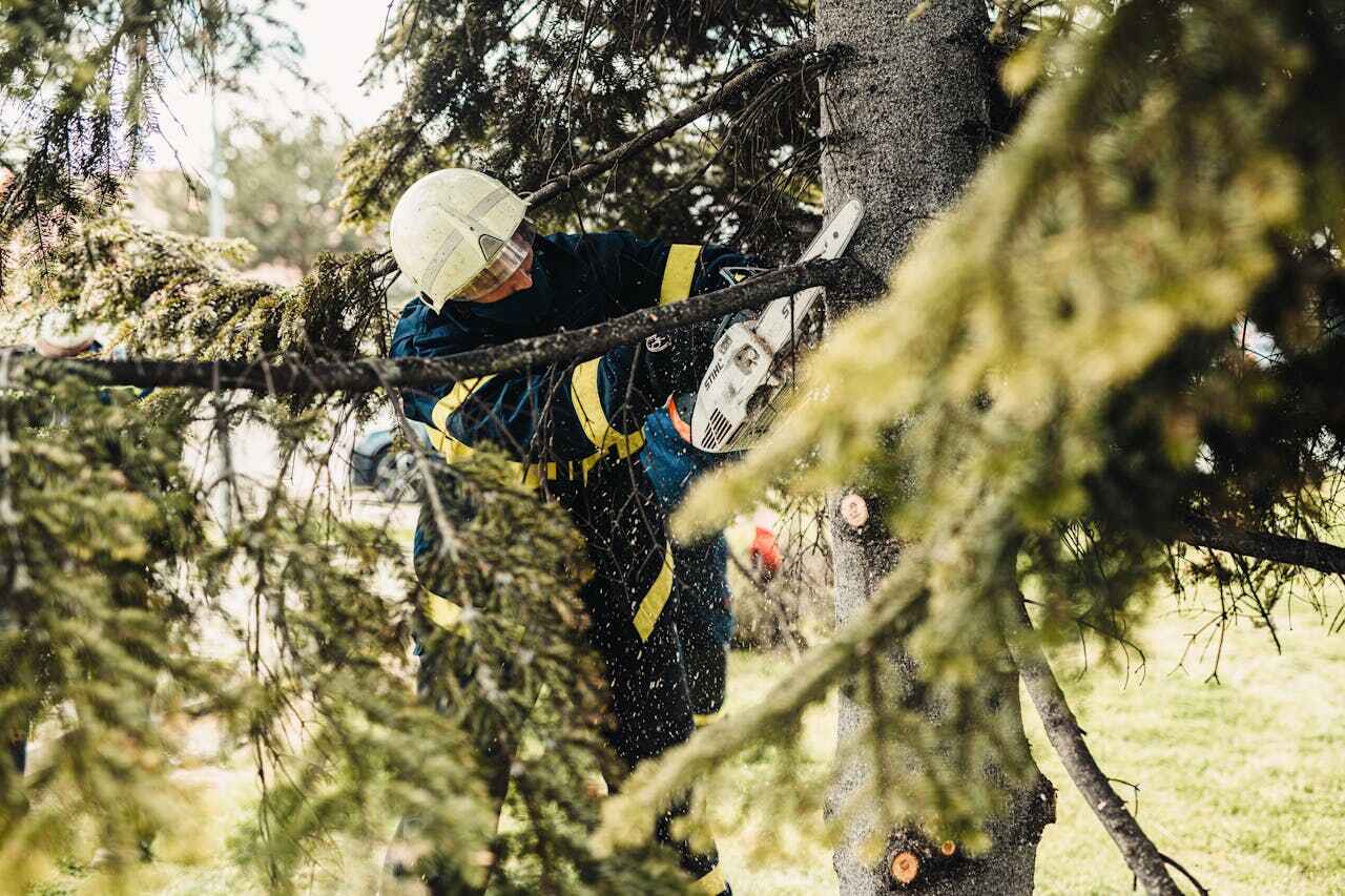 Best Tree Pruning Services  in Huntley, IL